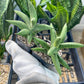 Sansevieria Virdi lisciu (#RA29) | New type of Imported Hybrids | 2" Pot