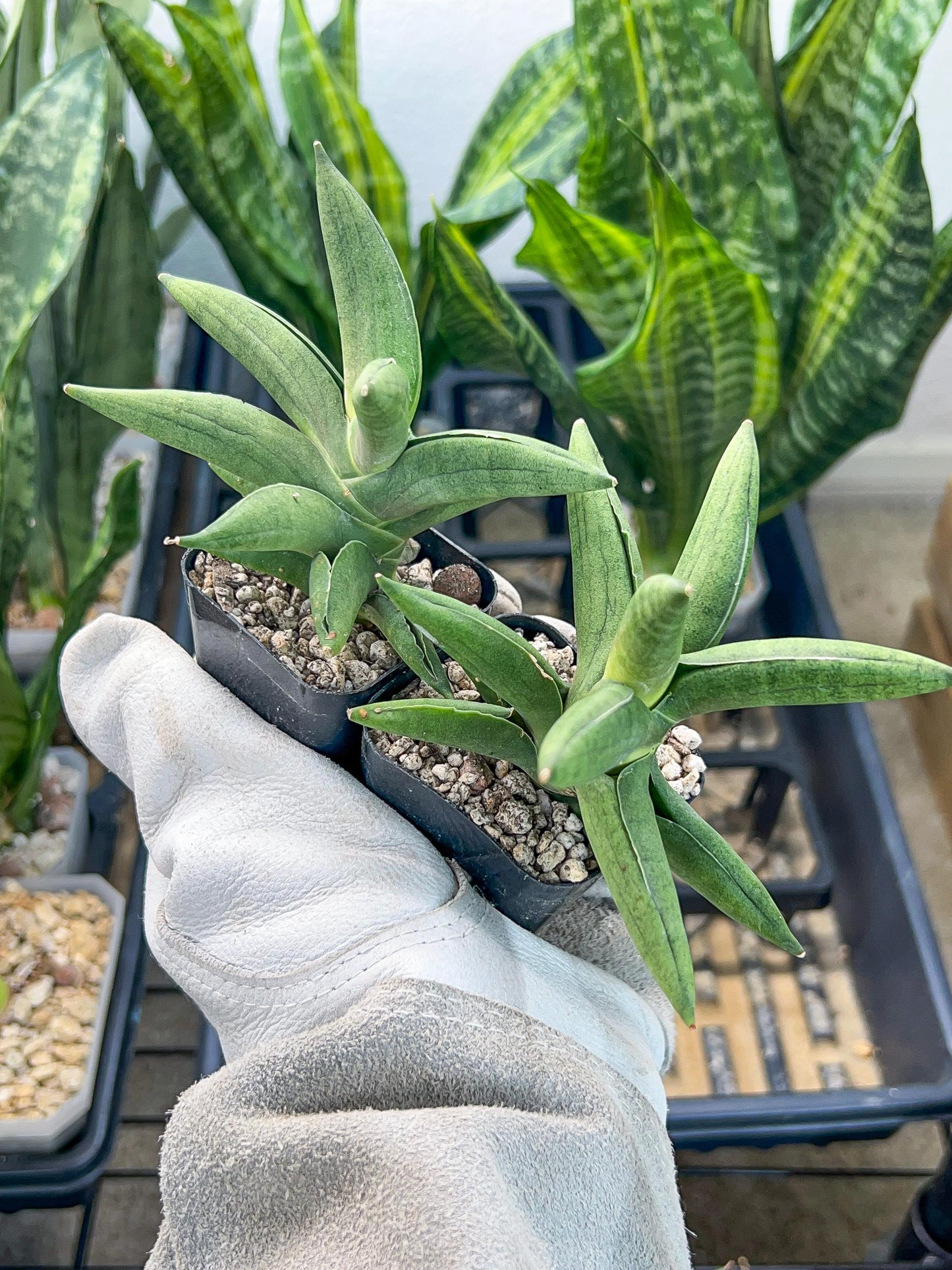 Sansevieria Virdi lisciu (#RA29) | New type of Imported Hybrids | 2" Pot