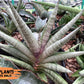 Sansevieria Red Cheek (#A1) | New type of Imported Hybrids
