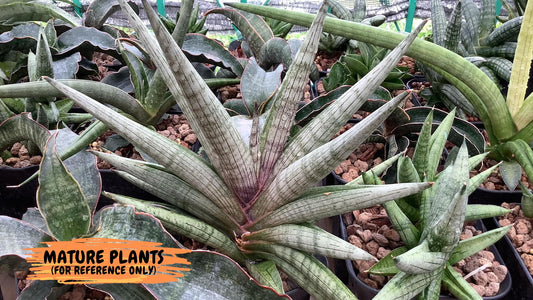 Sansevieria Red Cheek (#A1) | New type of Imported Hybrids