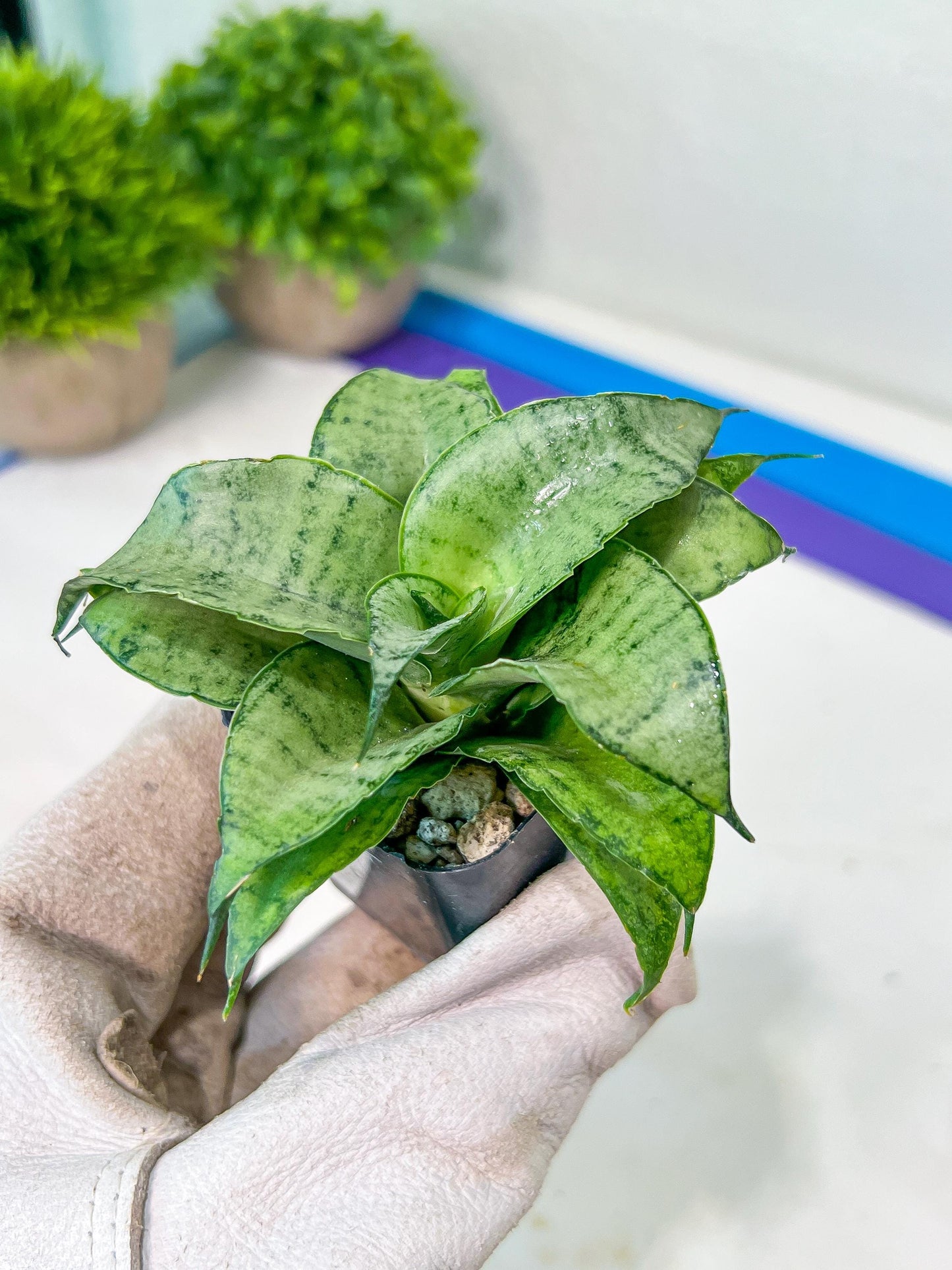 Sansevieria Silver Marga PUPS (#RA31) | Imported Snake Plants | 2" Pot