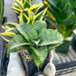 Sansevieria Silver Marga PUPS (#RA31) | Imported Snake Plants | 2" Pot