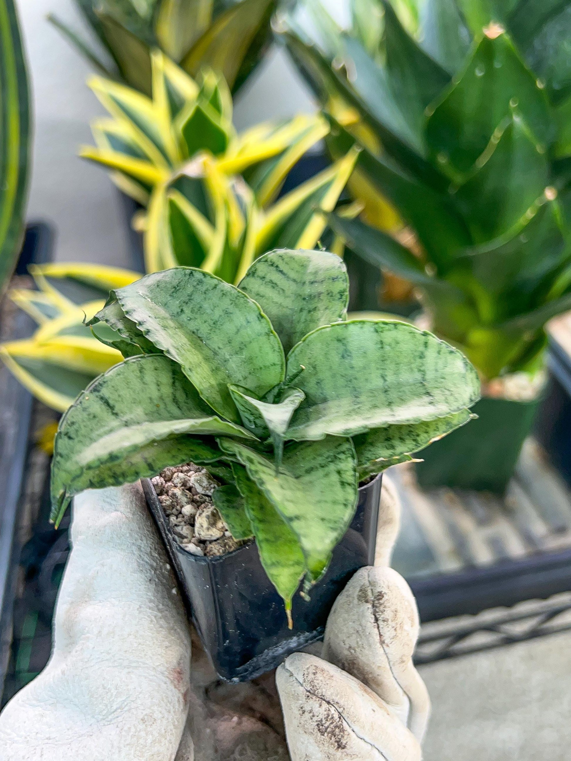 Sansevieria Silver Marga PUPS (#RA31) | Imported Snake Plants | 2" Pot