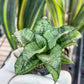 Sansevieria Silver Marga PUPS (#RA31) | Imported Snake Plants | 2" Pot