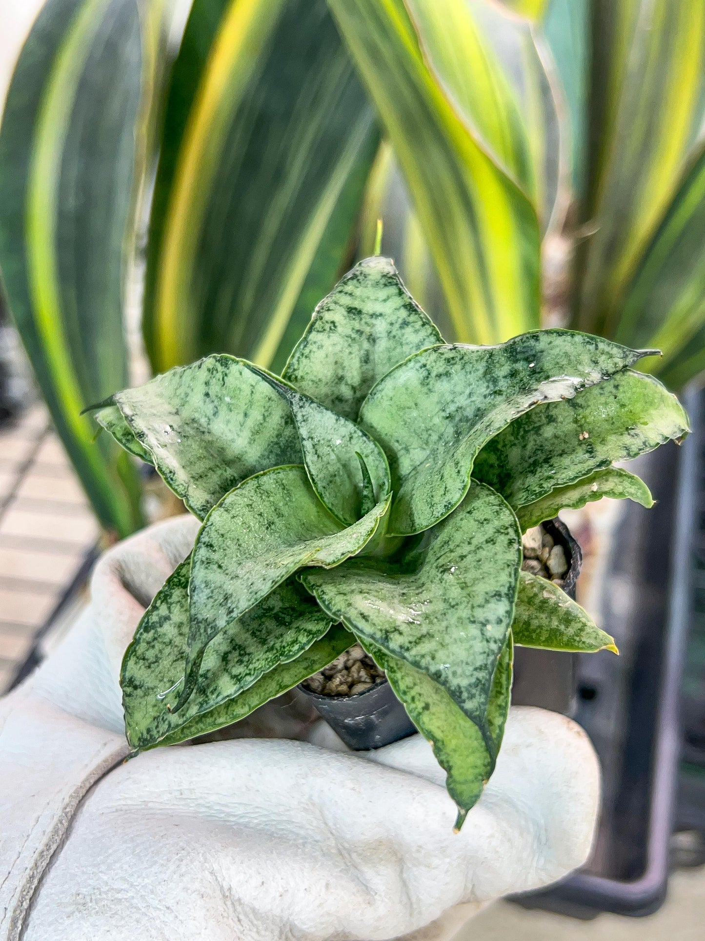 Sansevieria Silver Marga PUPS (#RA31) | Imported Snake Plants | 2" Pot