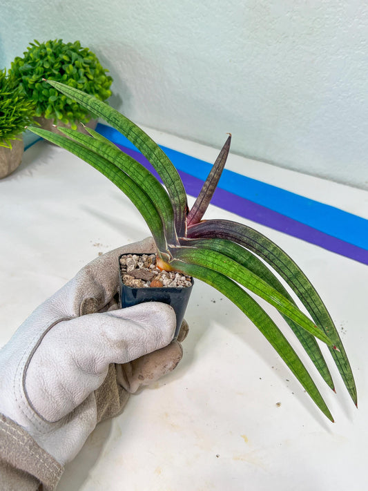 Sansevieria Terung Muda (#RA32) | New type of Imported Hybrids | 2" Pot