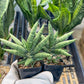 Sansevieria Argento Meloni (#AC51) | Rare Imported | 2" pot