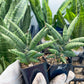 Sansevieria Argento Meloni (#AC51) | Rare Imported | 2" pot