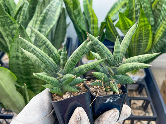 Sansevieria Argento Meloni (#AC51) | Rare Imported | 2" pot