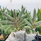 Sansevieria Pink Hand (#AC54) | Imported | Limited Amount | 2.5" pot