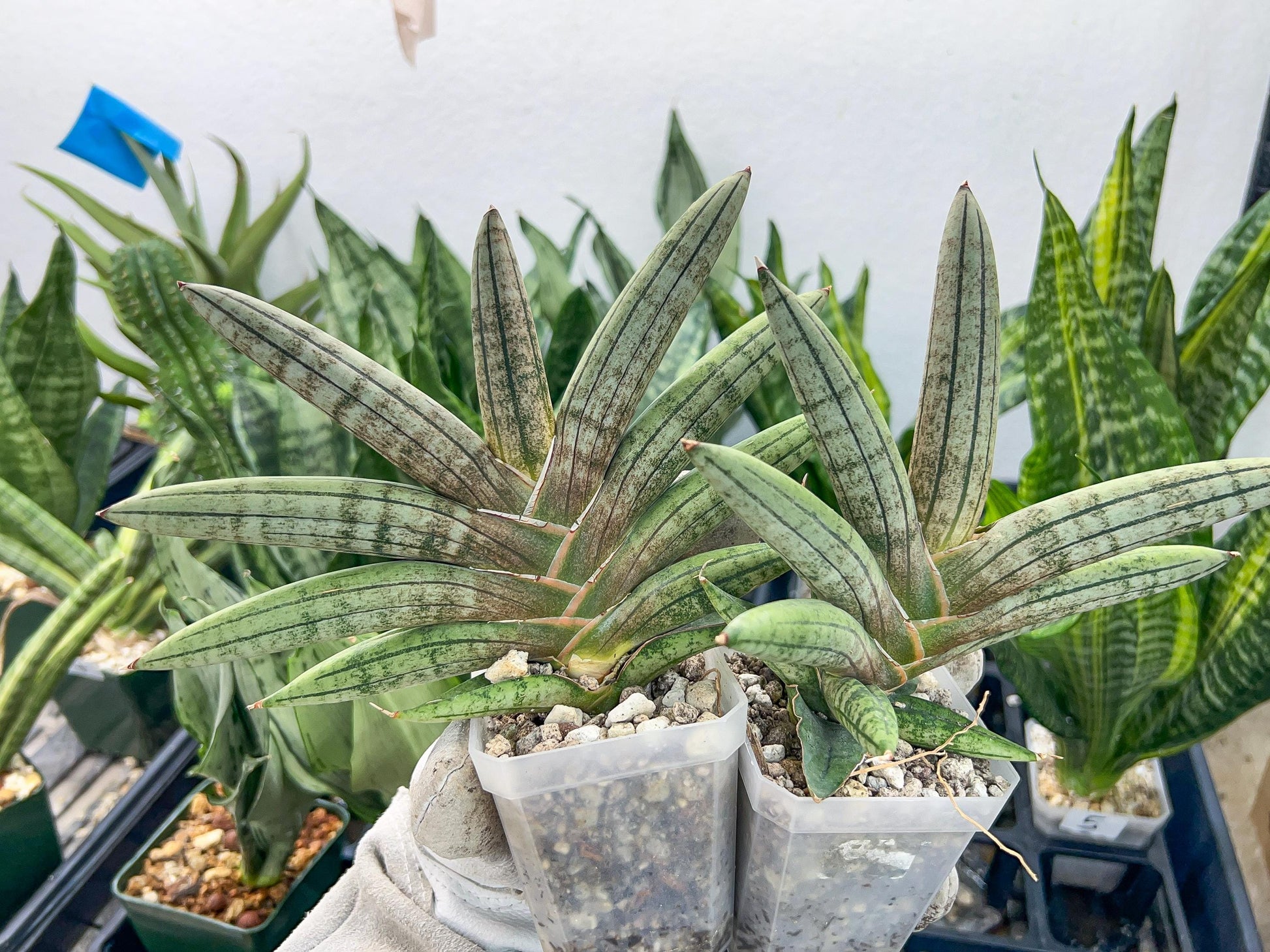 Sansevieria Pink Hand (#AC54) | Imported | Limited Amount | 2.5" pot