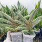 Sansevieria Pink Hand (#AC54) | Imported | Limited Amount | 2.5" pot