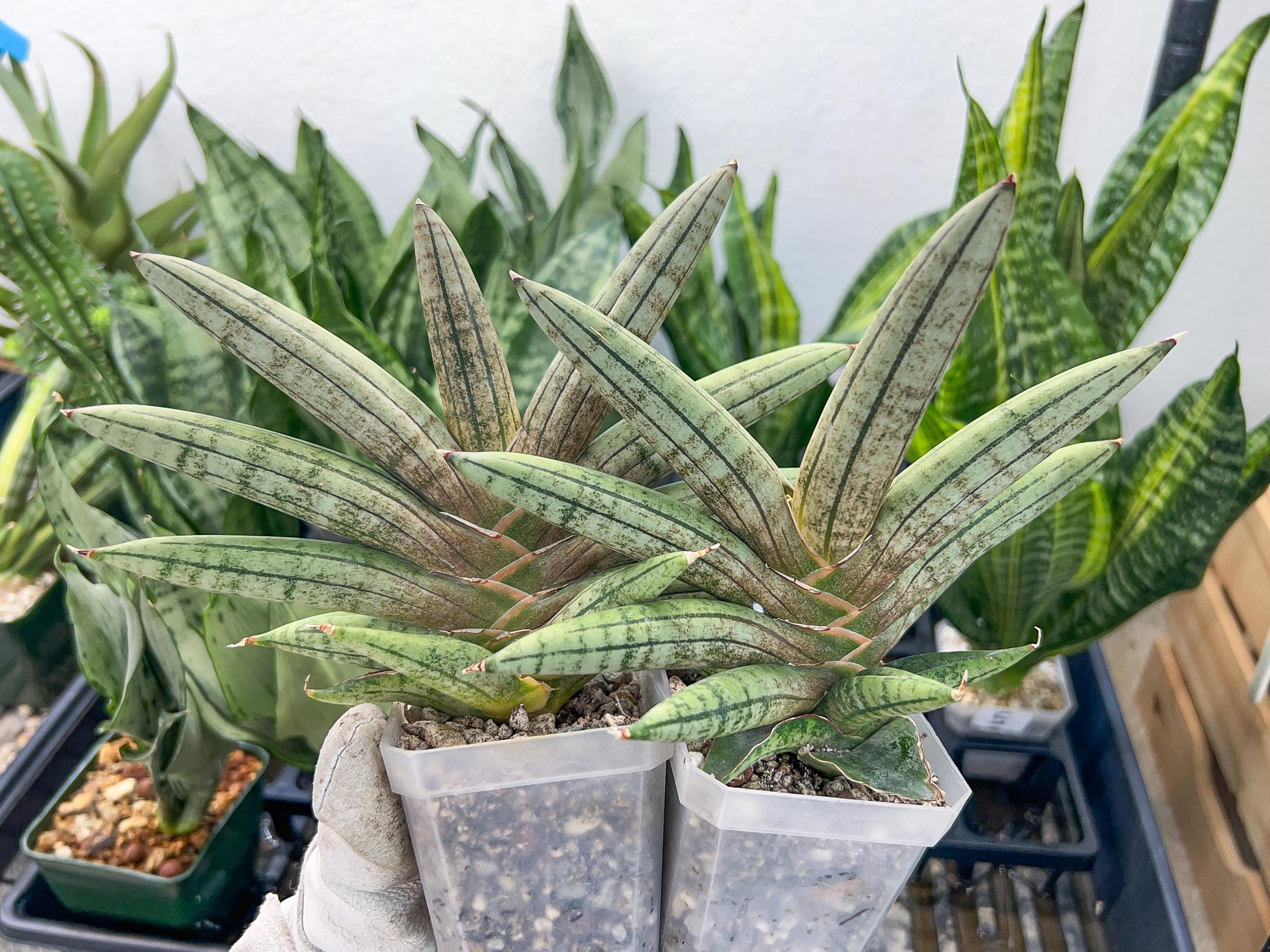 Sansevieria Pink Hand (#AC54) | Imported | Limited Amount | 2.5" pot