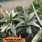 Sansevieria Silver Marga PUPS (#RA31) | Imported Snake Plants | 2" Pot