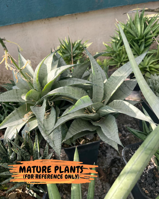 Sansevieria Silver Marga (#AC6) | Imported Snake Plants