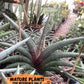 Sansevieria Terung Muda (#A4) | Rare Imported House Plants
