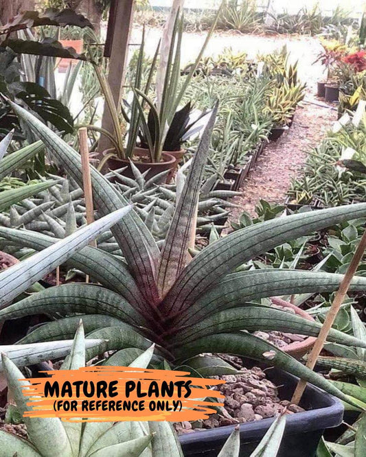 Sansevieria Terung Muda (#A4) | Rare Imported House Plants