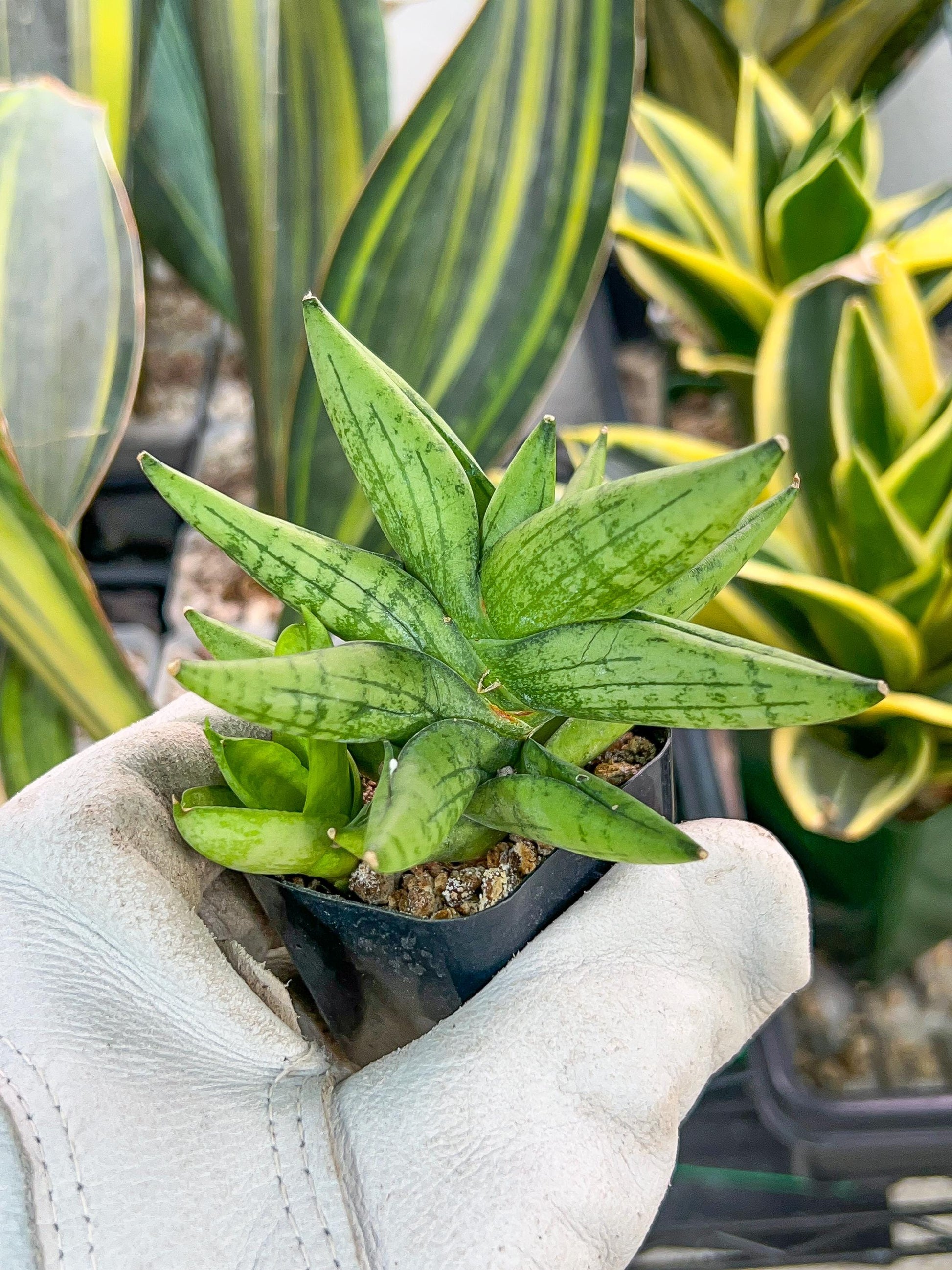 Sansevieria Mini Gold (#AC2) | Rare Imported House Plants | 2' Pot