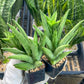 Sansevieria Snow Fountain (#AC3) | Rare Imported House Plants | 2" Planter