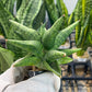 Sansevieria Penguin (#AC5) | Imported Hybrids | 2" Pots