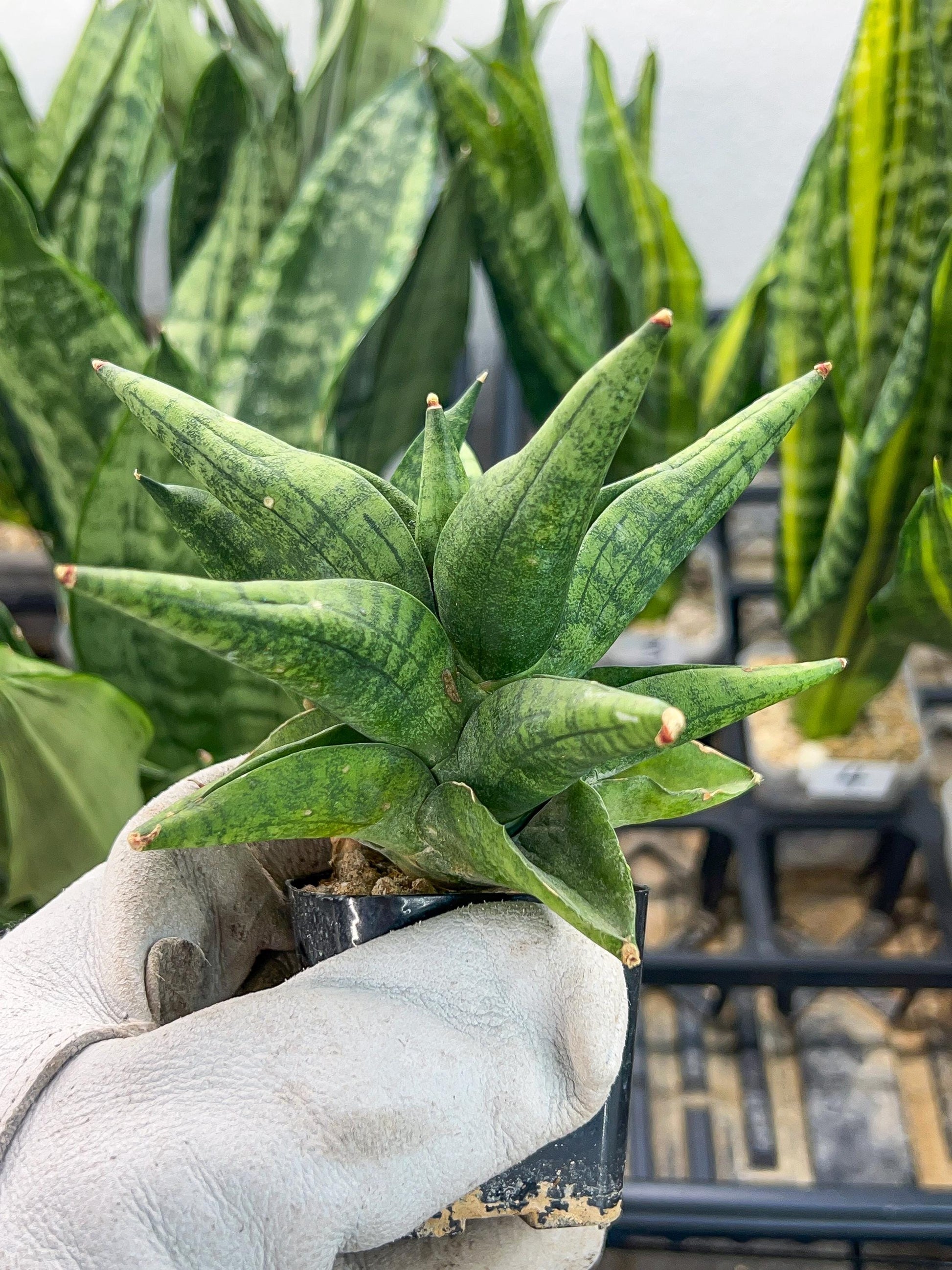 Sansevieria Penguin (#AC5) | Imported Hybrids | 2" Pots