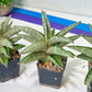 Sanseviri Soda (#AC11) | New Imported Hybrids | 2" Pot