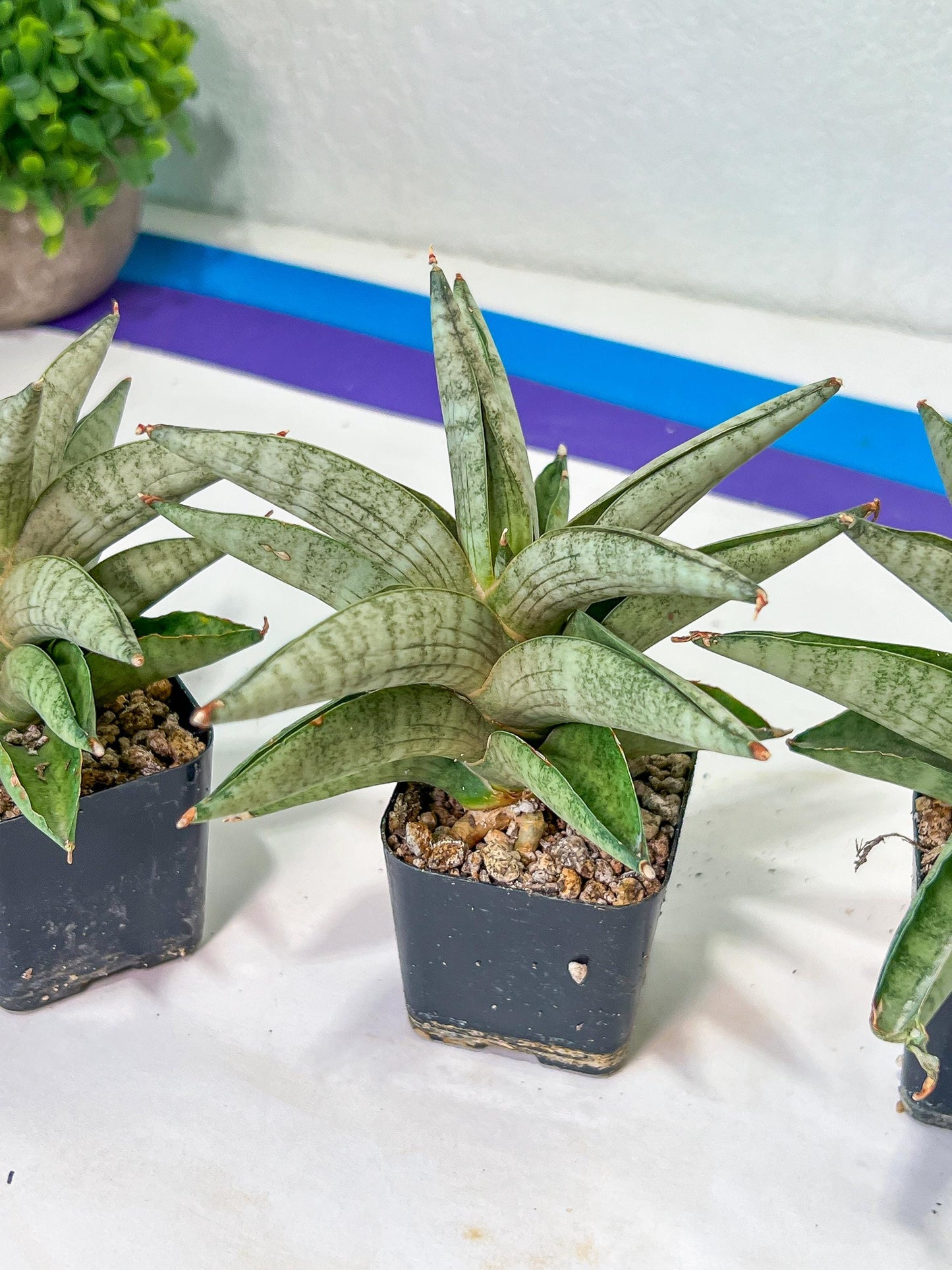 Sanseviri Soda (#AC11) | New Imported Hybrids | 2" Pot