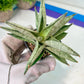 Sanseviri Soda (#AC11) | New Imported Hybrids | 2" Pot