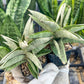 Sanseviri Soda (#AC11) | New Imported Hybrids | 2" Pot