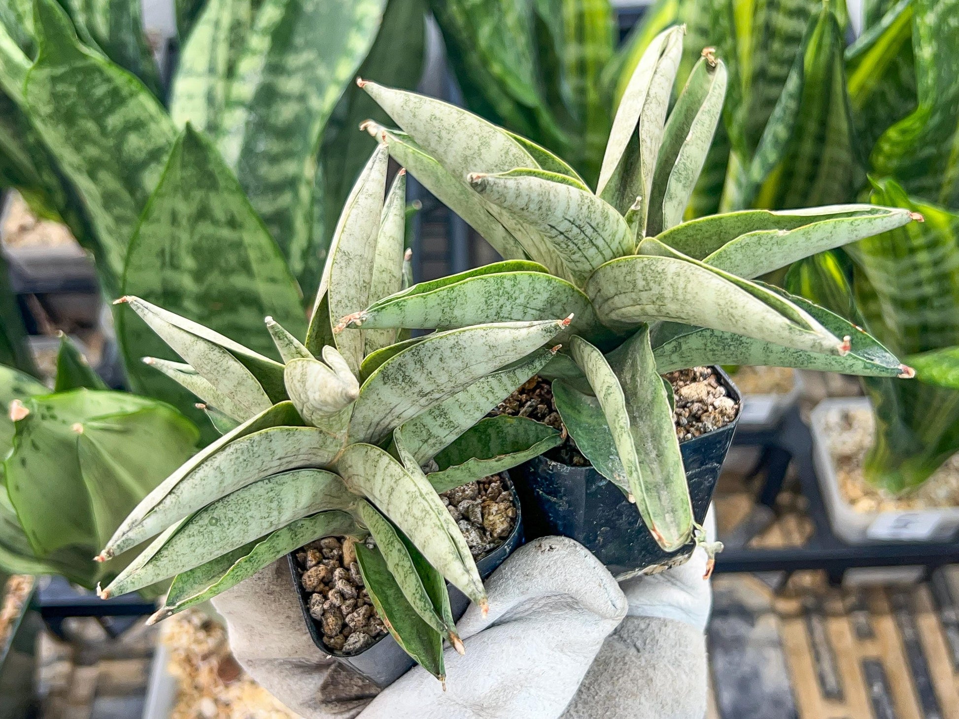 Sanseviri Soda (#AC11) | New Imported Hybrids | 2" Pot