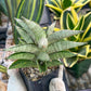 Sanseviri Soda (#AC11) | New Imported Hybrids | 2" Pot