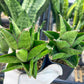 Sansevieria Olympus (#AC16) | Imported Snake plant | 2" Pots