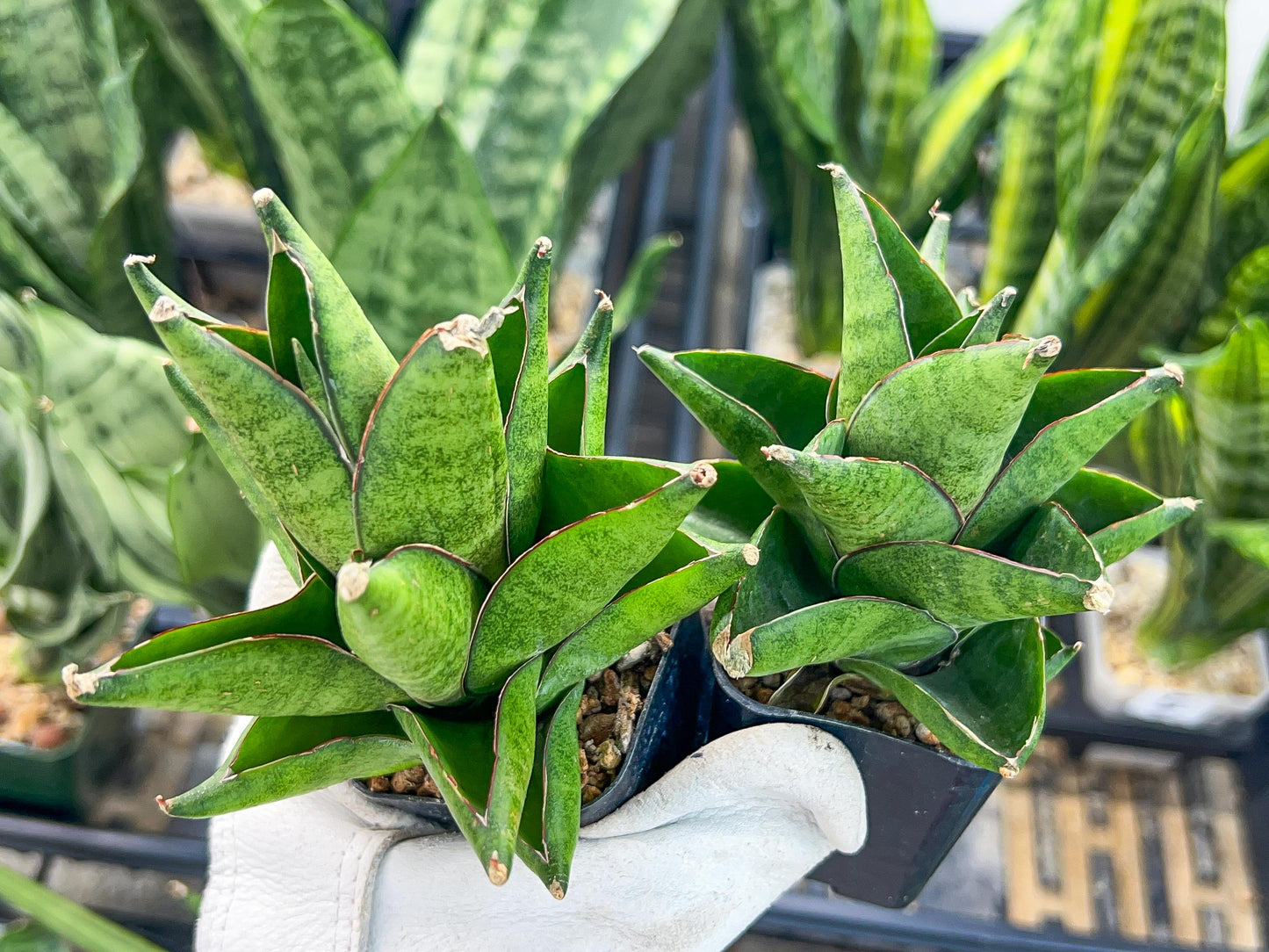 Sansevieria Olympus (#AC16) | Imported Snake plant | 2" Pots