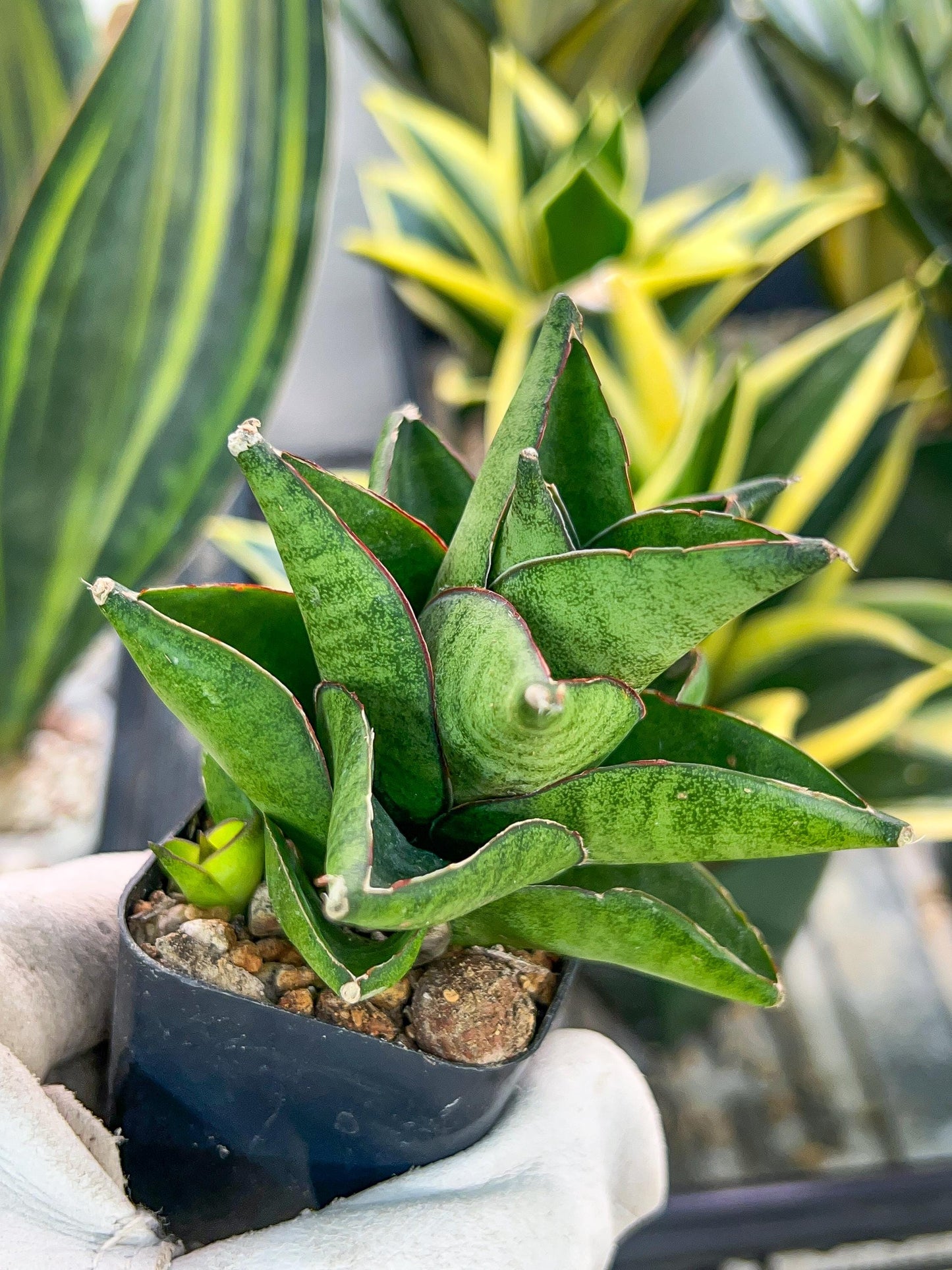 Sansevieria Olympus (#AC16) | Imported Snake plant | 2" Pots