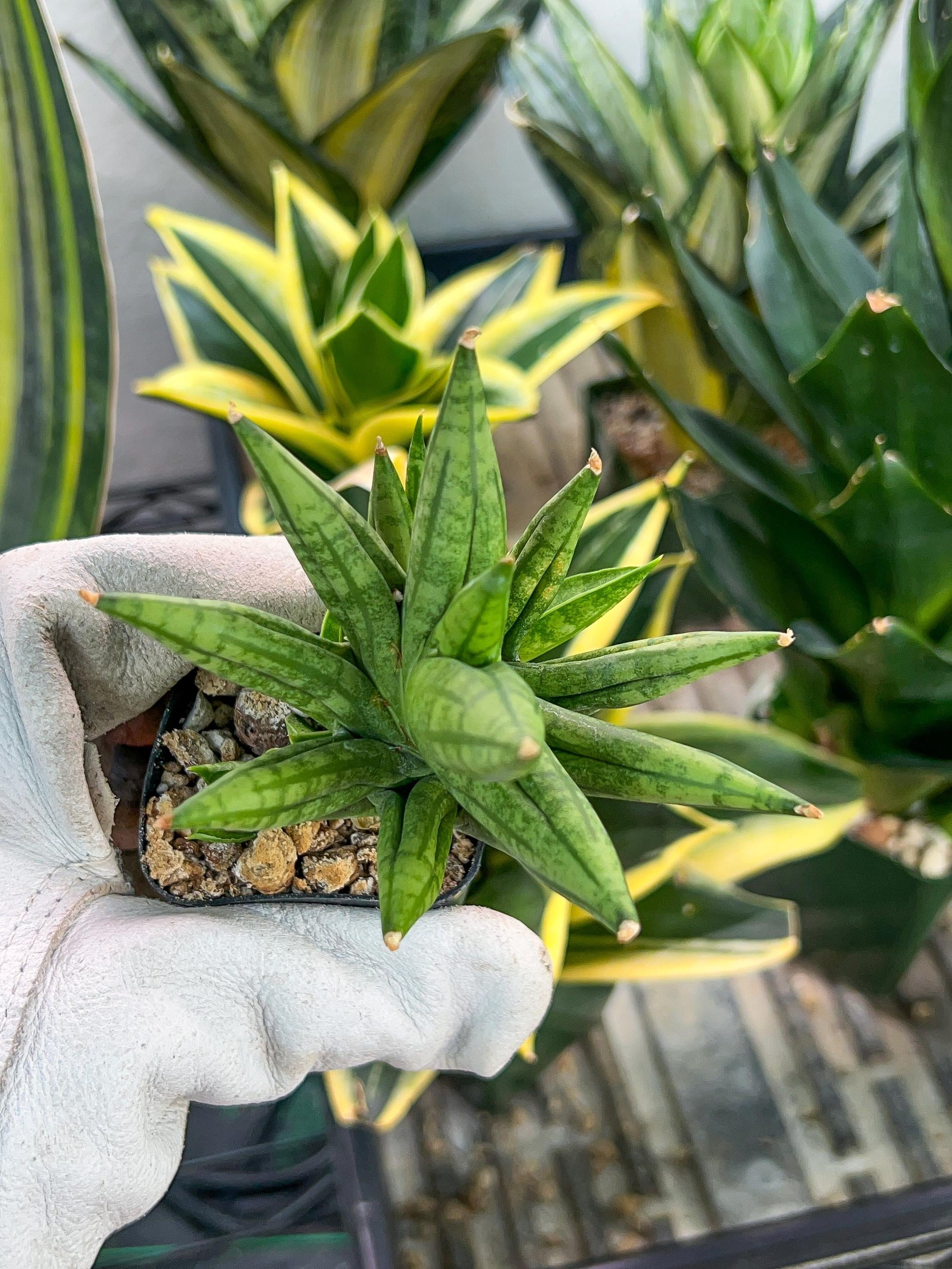 Sansevieria Ming Manee (#AC17) | Imported Snake Plant | 2" Pot