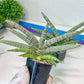 Sansevieria Silver Pink (#AC18) | New Imported Hybrids | 2" Pot