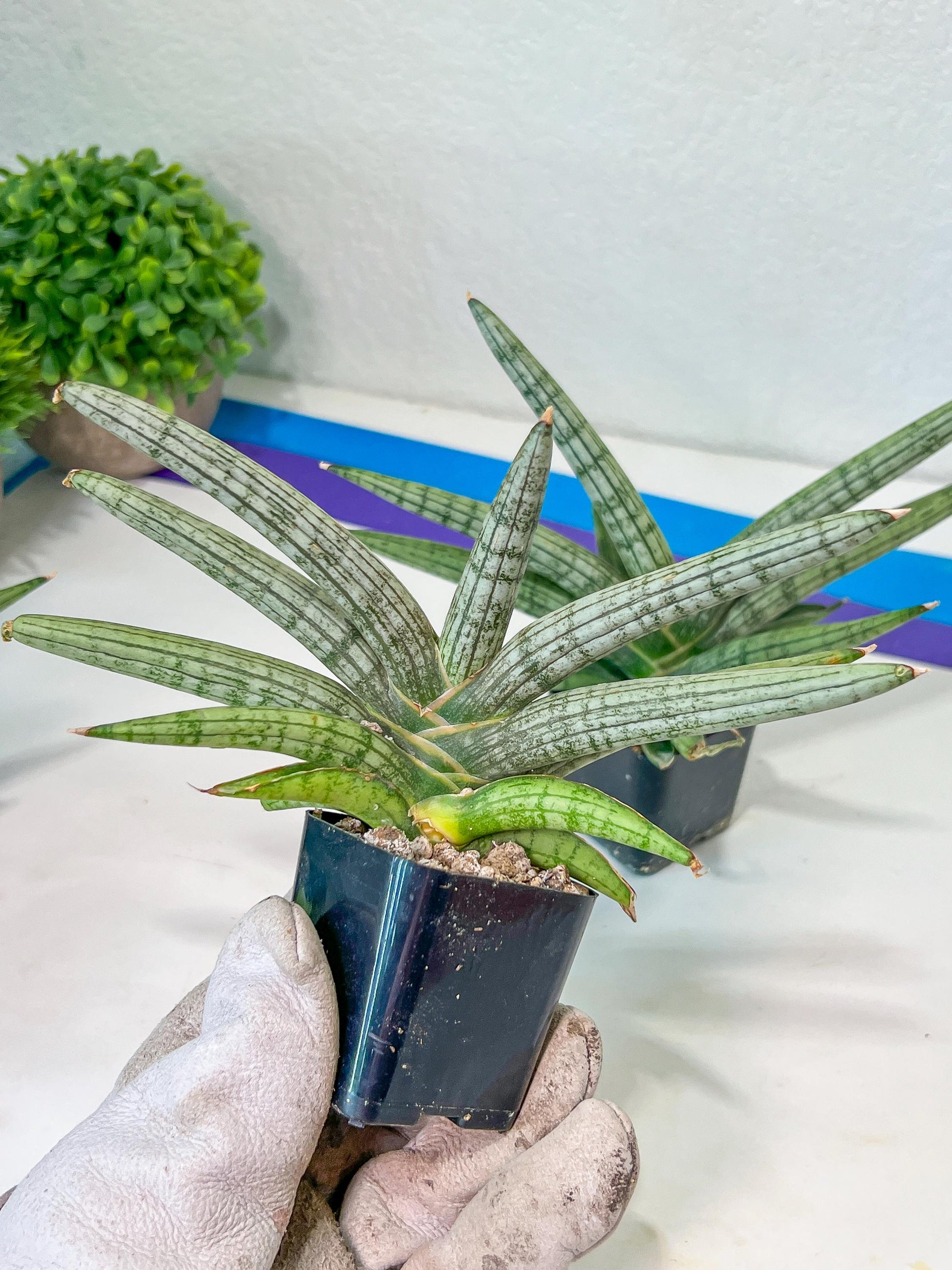 Sansevieria Silver Pink (#AC18) | New Imported Hybrids | 2" Pot