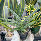 Sansevieria Silver Pink (#AC18) | New Imported Hybrids | 2" Pot