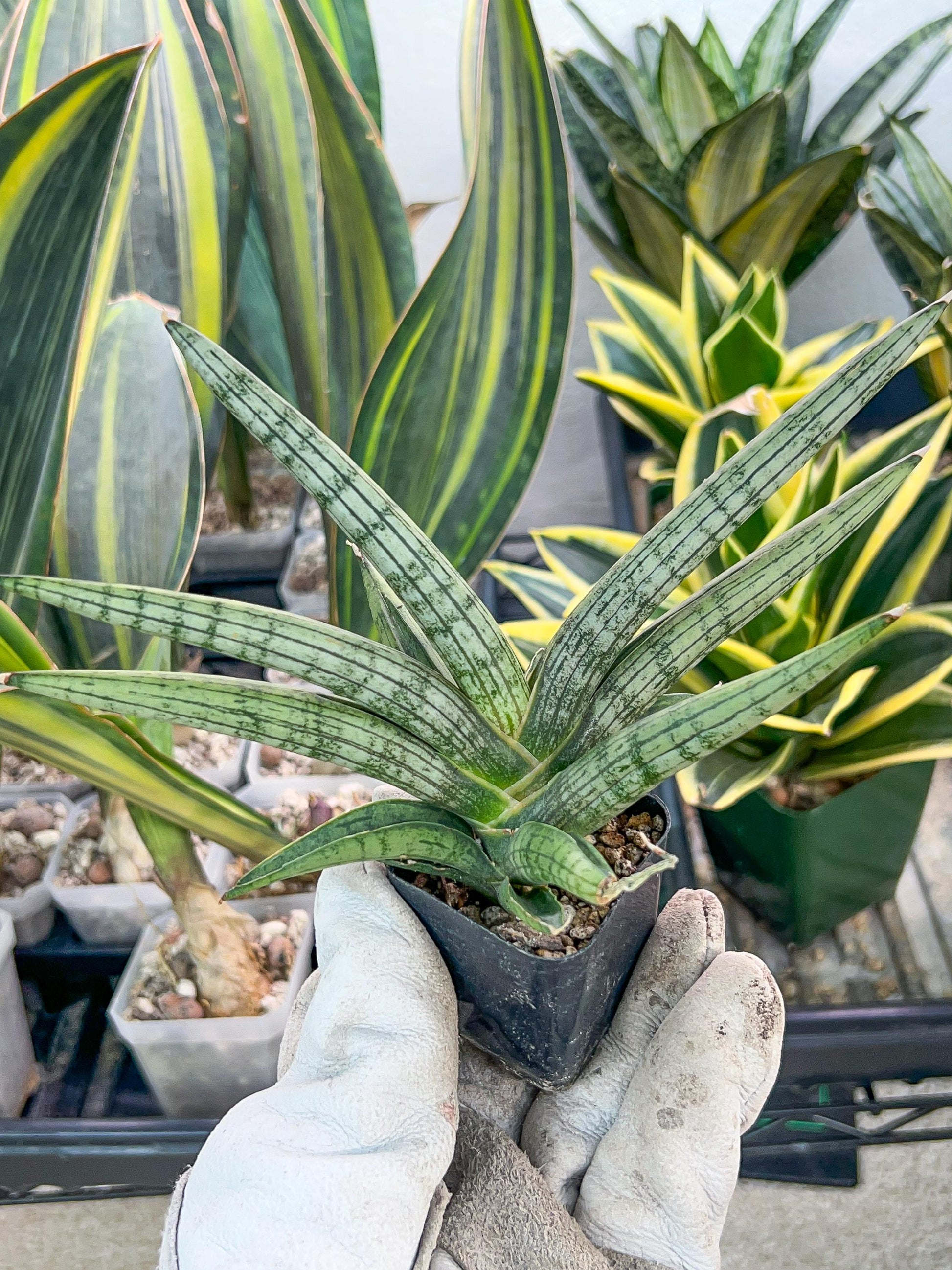 Sansevieria Silver Pink (#AC18) | New Imported Hybrids | 2" Pot