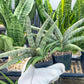 Sansevieria Silver Pink (#AC18) | New Imported Hybrids | 2" Pot