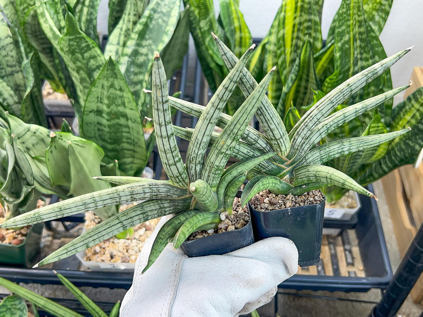 Sansevieria Silver Pink (#AC18) | New Imported Hybrids | 2" Pot