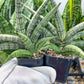 Sansevieria Silver Pink (#AC18) | New Imported Hybrids | 2" Pot