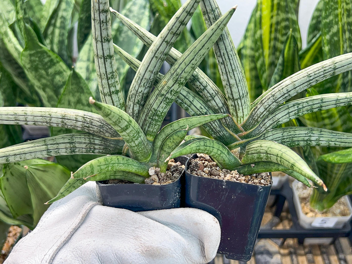 Sansevieria Silver Pink (#AC18) | New Imported Hybrids | 2" Pot