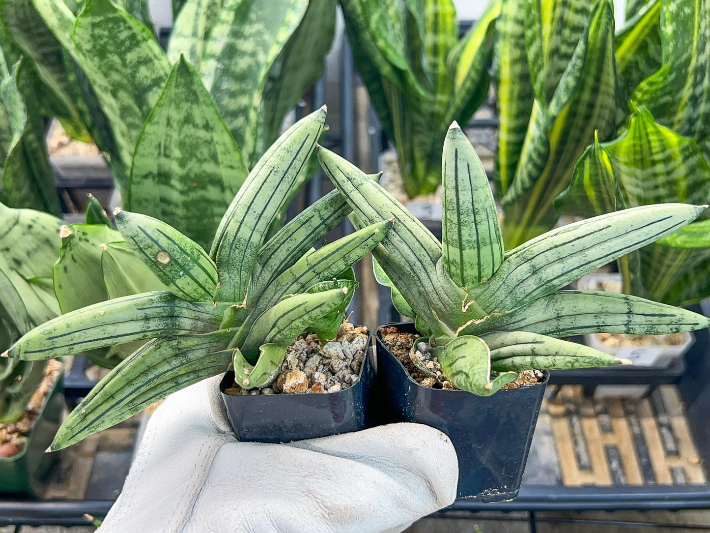 Sansevieria Melon (#AC19) | Rare Imported Snake plant | 2" Planter