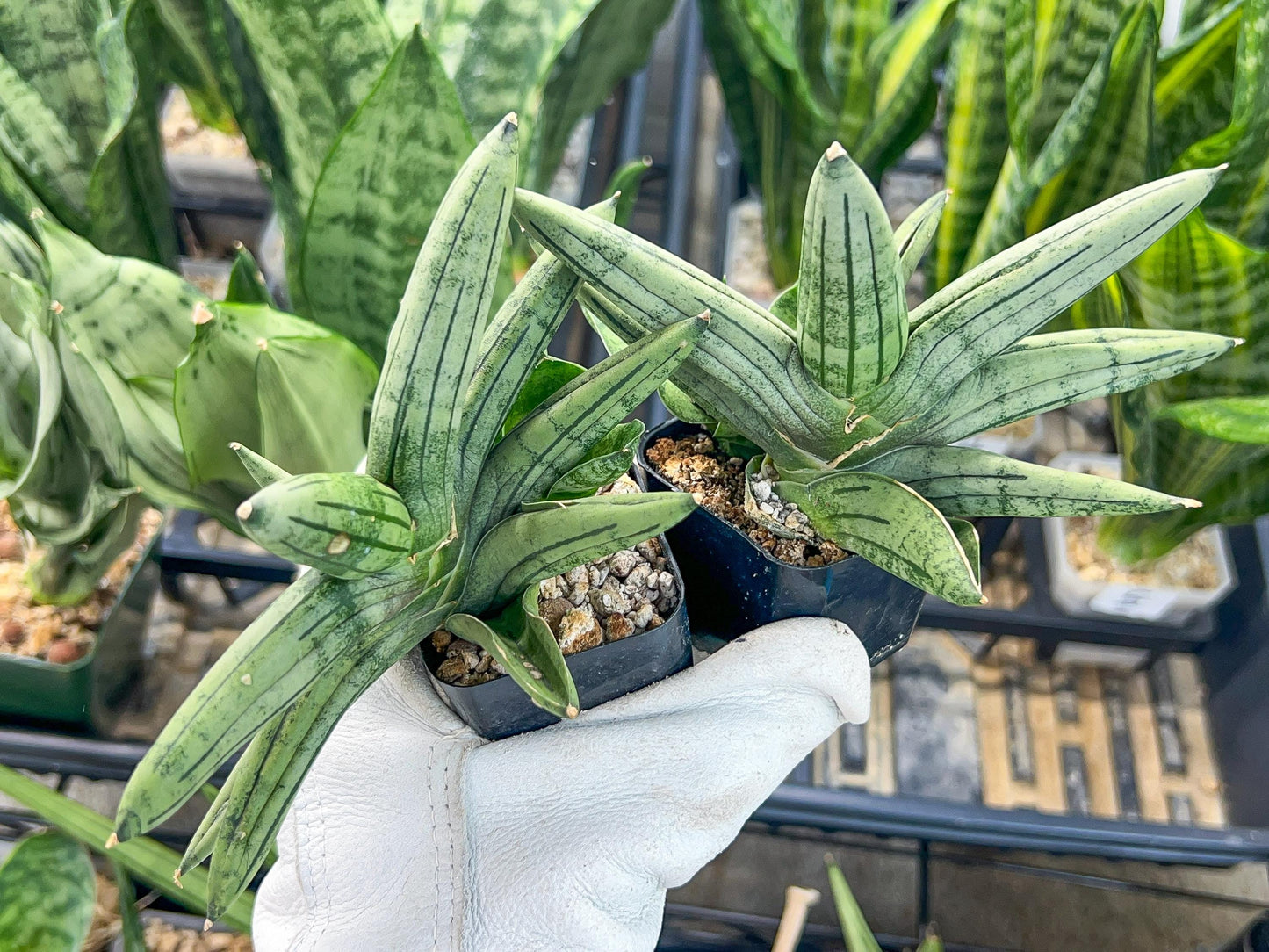 Sansevieria Melon (#AC19) | Rare Imported Snake plant | 2" Planter