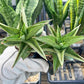 Sansevieria Ice Thorn (#AC28) | Extremely Rare Imported Plant | 2" planter