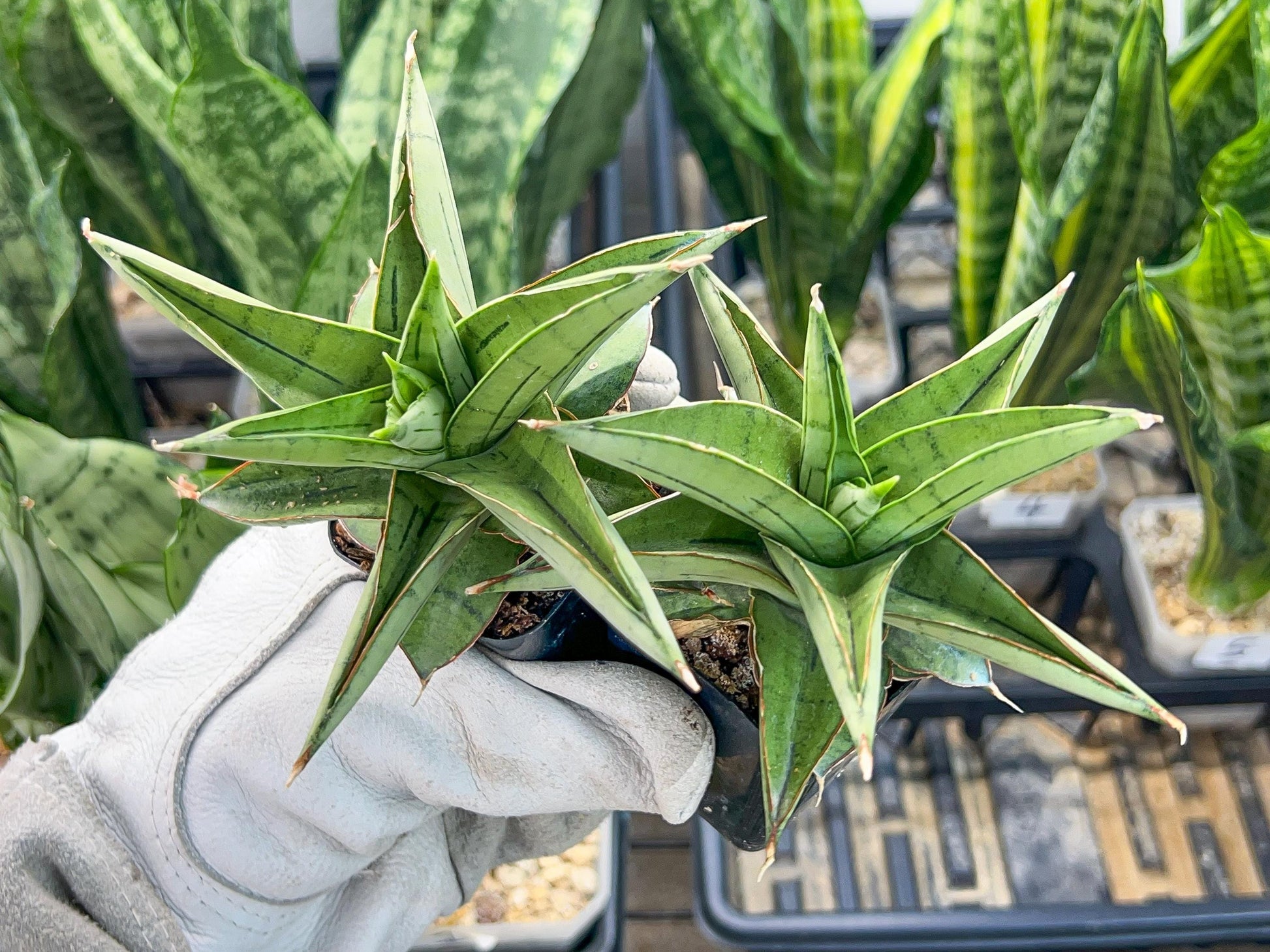 Sansevieria Ice Thorn (#AC28) | Extremely Rare Imported Plant | 2" planter