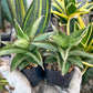 Sansevieria Ice Thorn (#AC28) | Extremely Rare Imported Plant | 2" planter