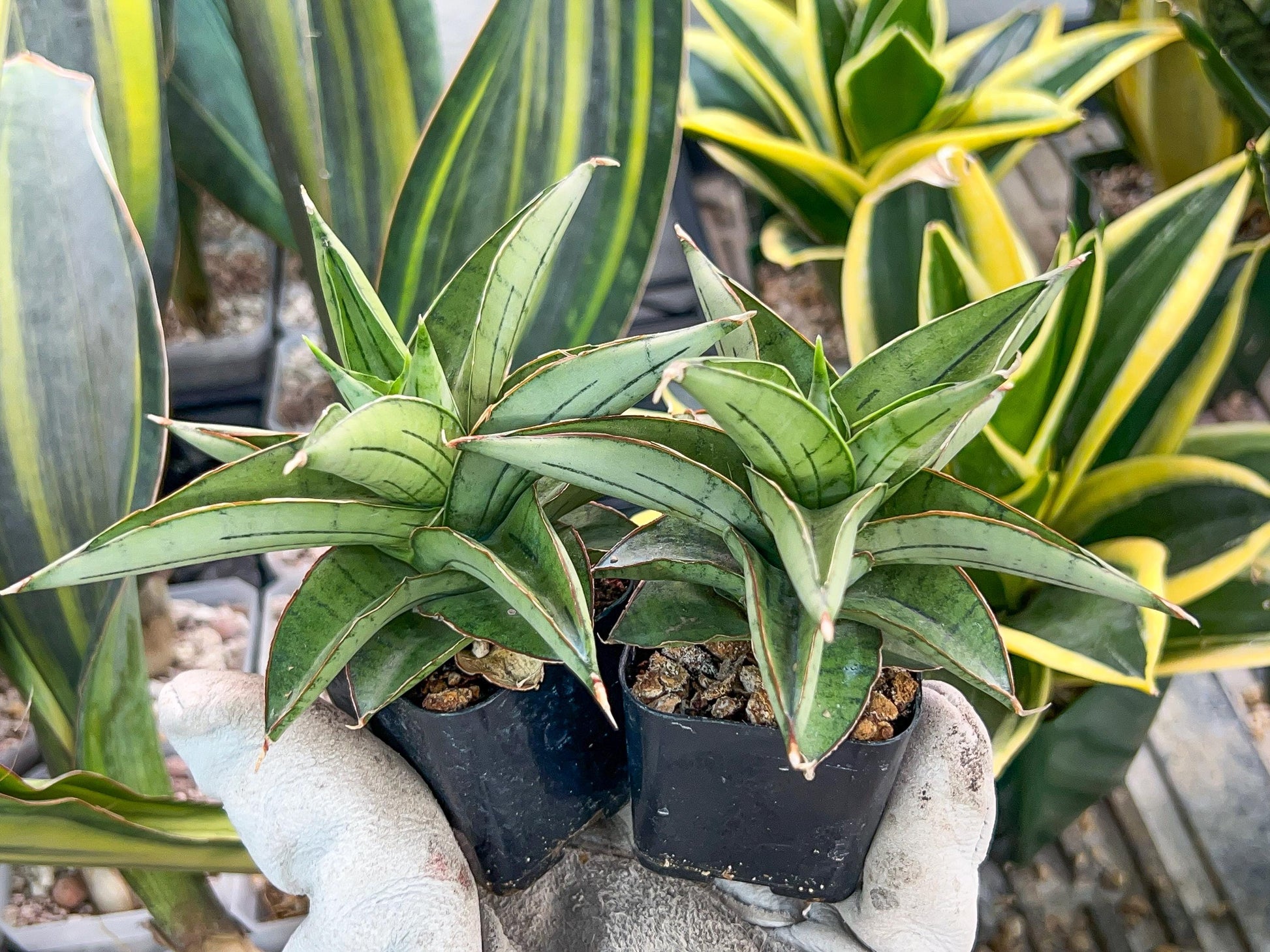 Sansevieria Ice Thorn (#AC28) | Extremely Rare Imported Plant | 2" planter