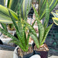 Sansevieria Zeebra Fireworks (#AC29) | Imported Hybrid | 2" Pots